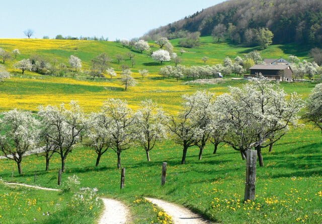 Die Kirschenblust in Oltingen: The northwest of Switzerland is the largest cherry producer in Switzerland. In the Basel region, there are many picturesque walking paths amongst the blossoming cherry trees in spring. -- Die Nordwestschweiz ist die grösste Kirschenproduzentin der Schweiz. Im Baselbiet gibt es viele tolle Spazierwege entlang blühender Kirschbäume im Frühling.