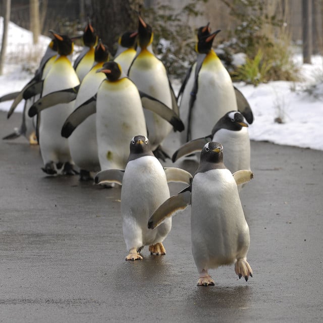 Der Pinguinspaziergang im Zolli.